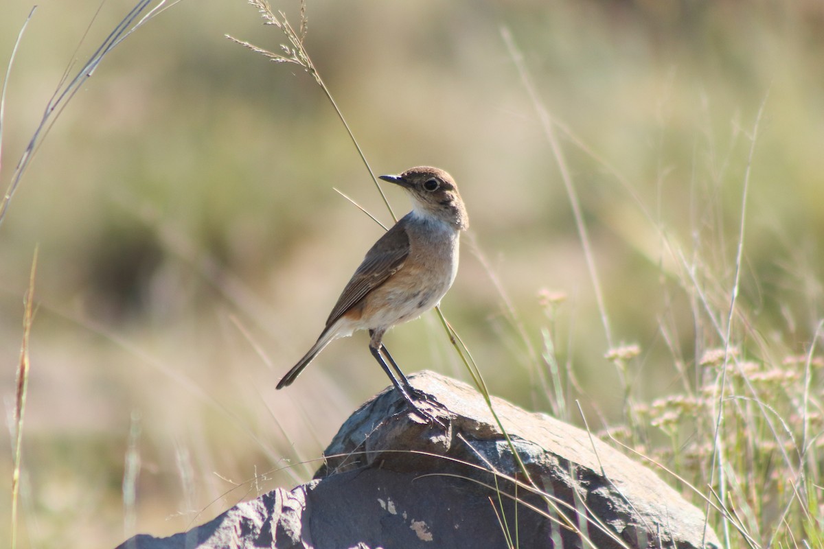 Sickle-winged Chat - ML612553411