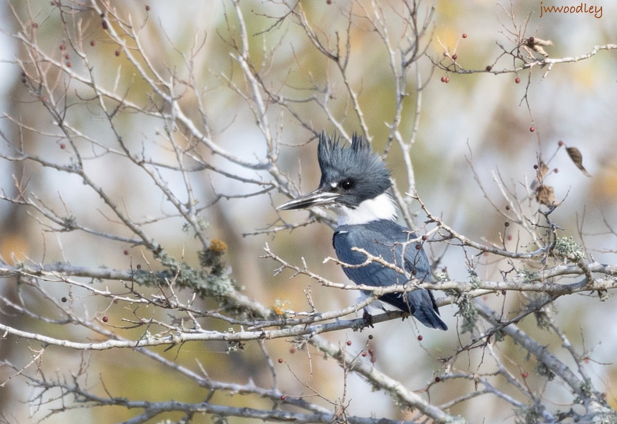 Belted Kingfisher - ML612553550