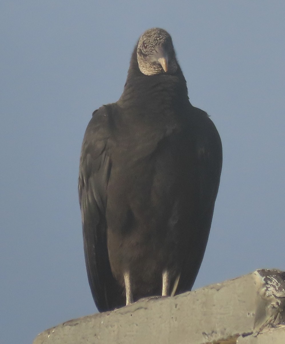 Black Vulture - ML612553643