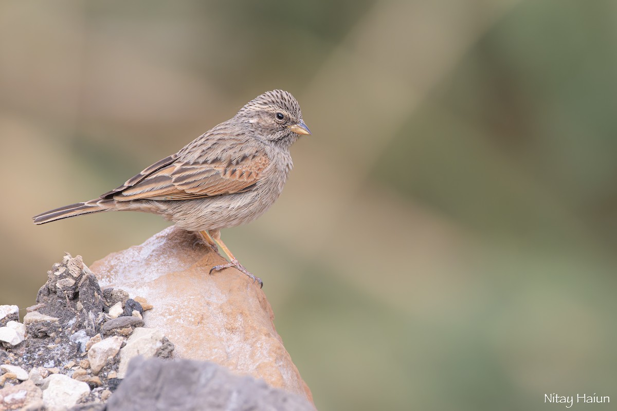 Striolated Bunting - ML612554090