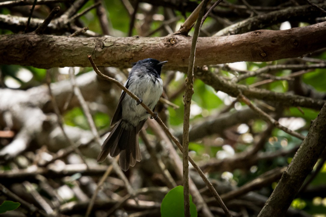 African Crested Flycatcher - ML612554753