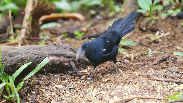 White-lined Tanager - ML612554755
