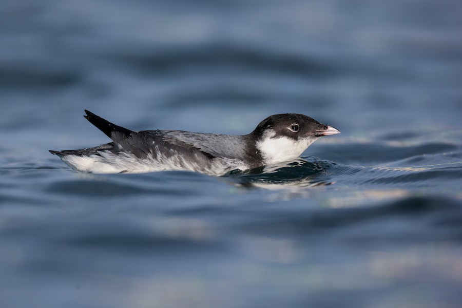 Ancient Murrelet