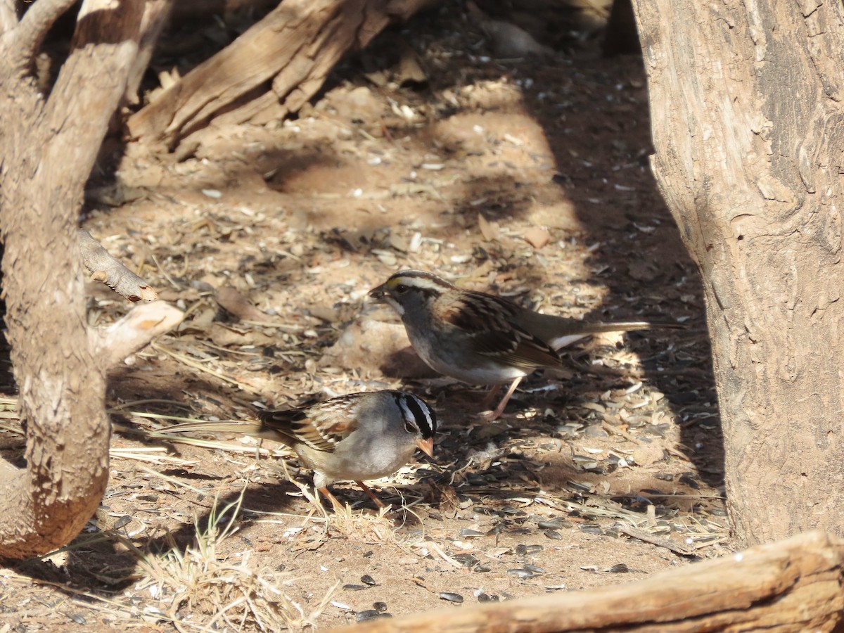 White-throated Sparrow - Petra Hockey