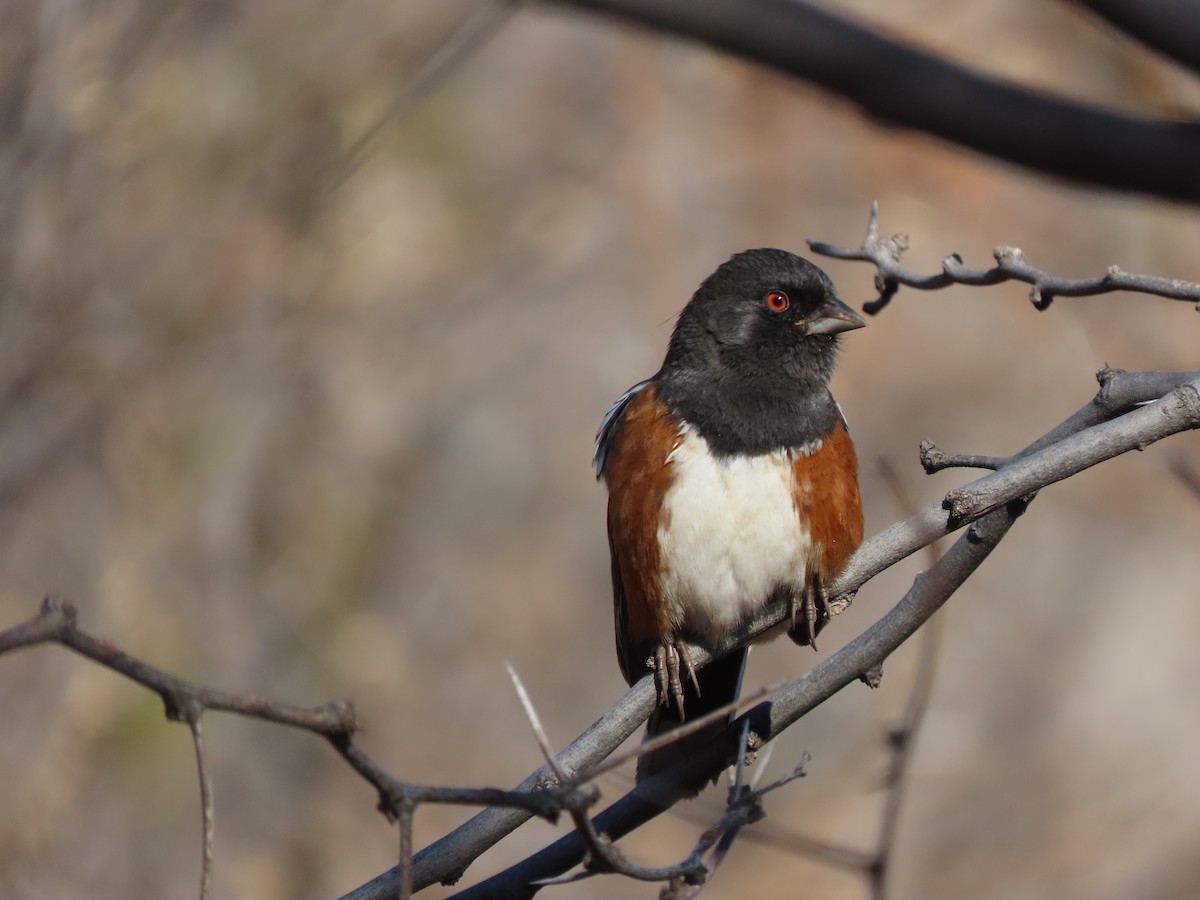 Spotted Towhee - ML612555596