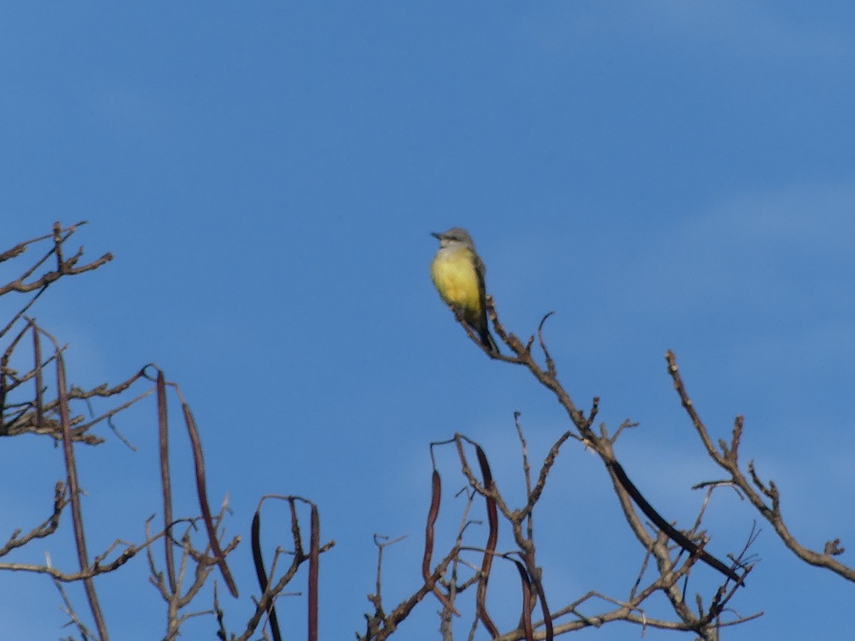 eBird Checklist 23 Dec 2023 Cape Cod National SeashoreSalt Pond