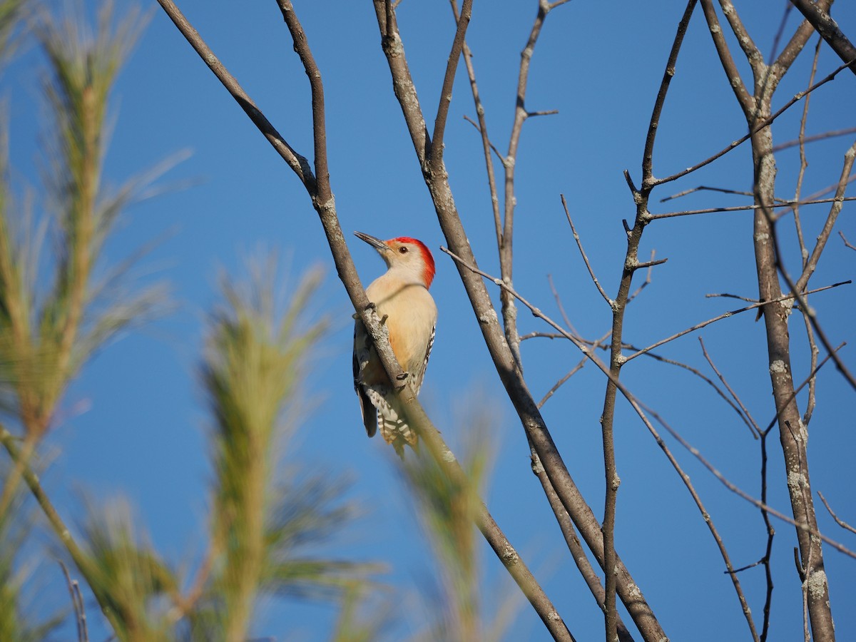 Red-bellied Woodpecker - ML612555632