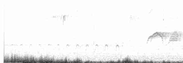 Светлобрюхий фиби - ML612555958