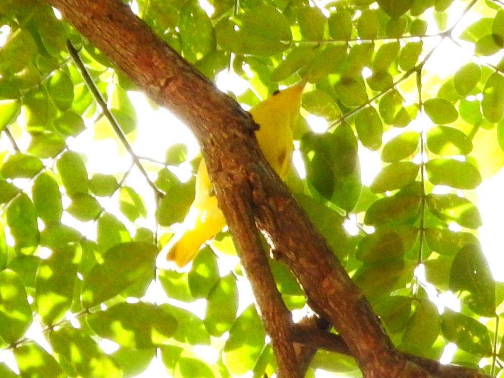 Yellow Warbler - ML612556037