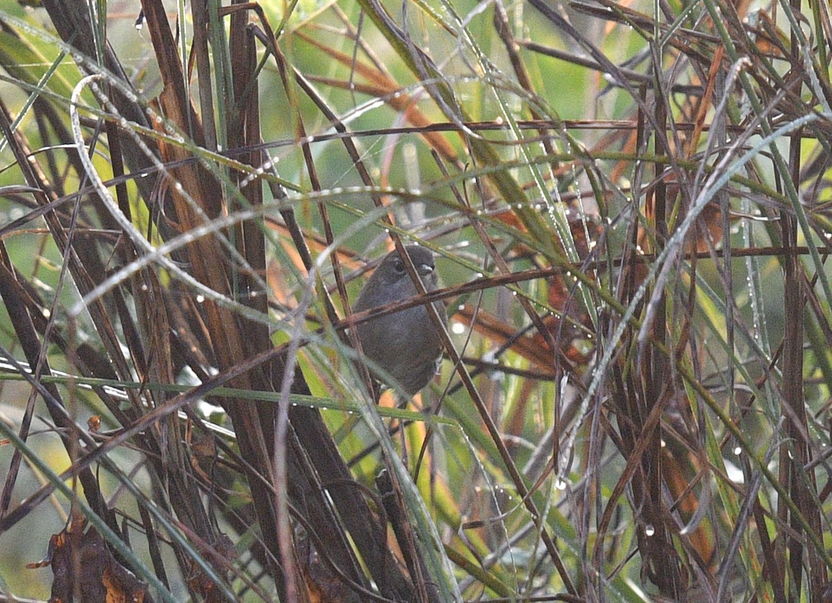 Spotted Bush Warbler - ML612556207