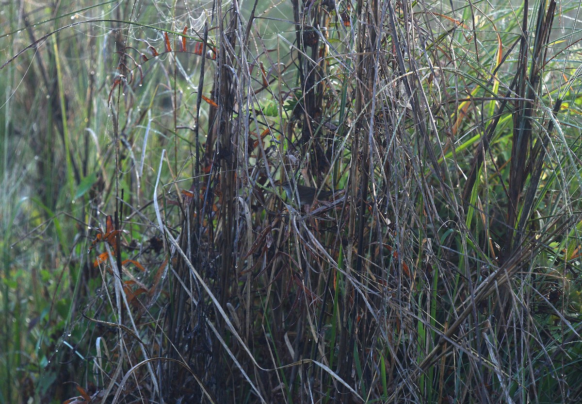 Spotted Bush Warbler - ML612556209
