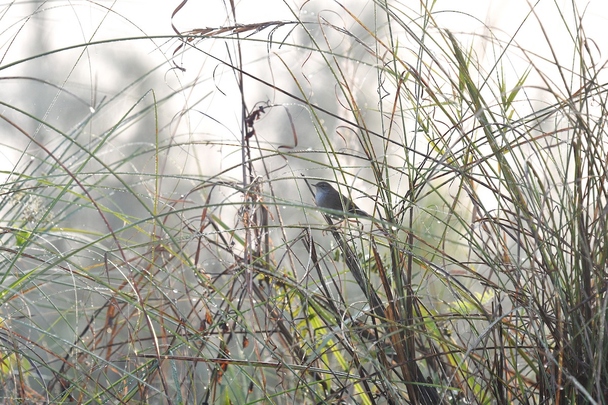 Spotted Bush Warbler - ML612556213
