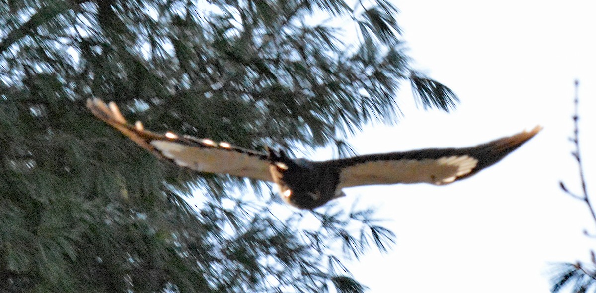 Pileated Woodpecker - ML612556484