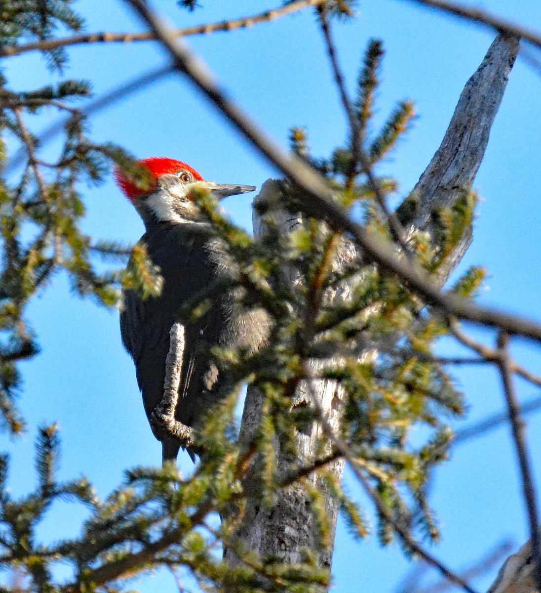 Pileated Woodpecker - ML612556488