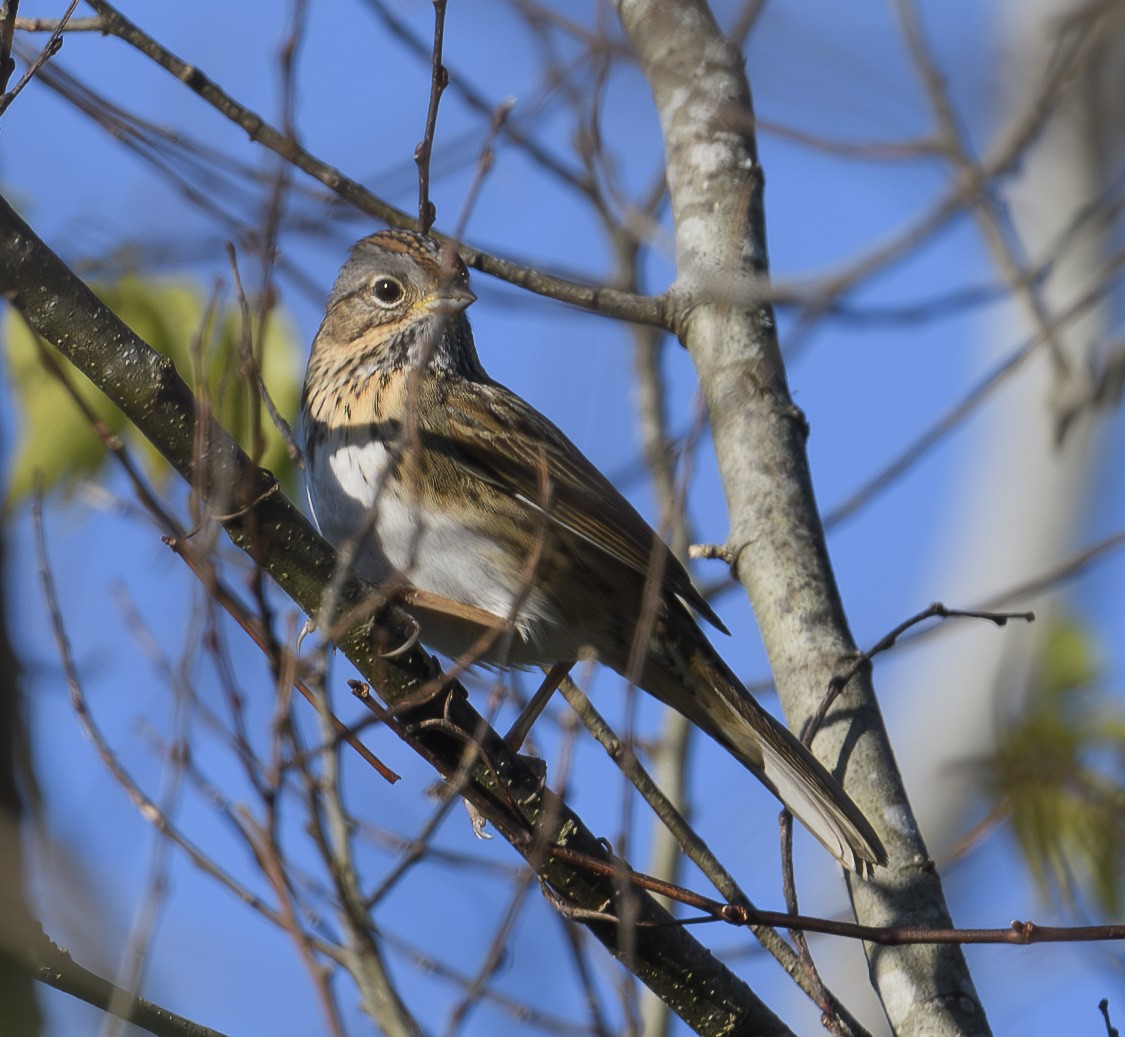 eBird Checklist 23 Dec 2023 Paynes Prairie Preserve SPLa Chua