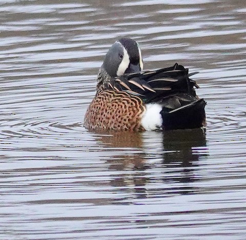 Blue-winged Teal - Kathleen Horn