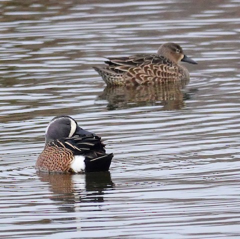 Blue-winged Teal - Kathleen Horn