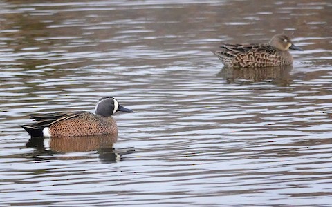 Blue-winged Teal - Kathleen Horn