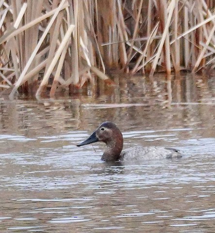 Canvasback - Kathleen Horn