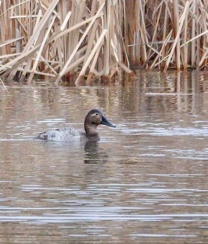 Canvasback - Kathleen Horn