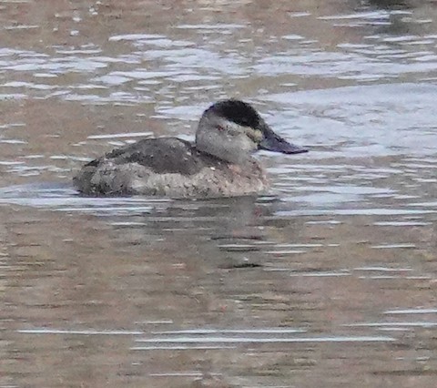 Ruddy Duck - Kathleen Horn