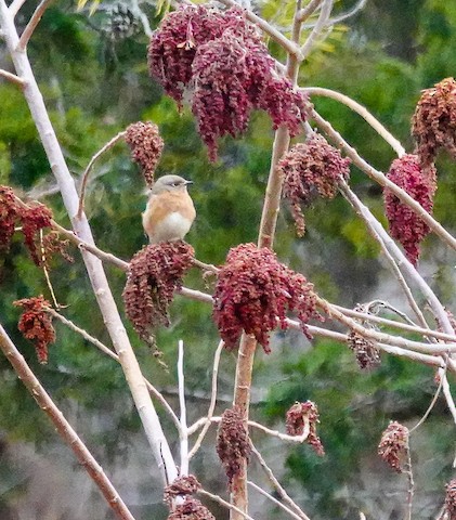 Eastern Bluebird - Kathleen Horn