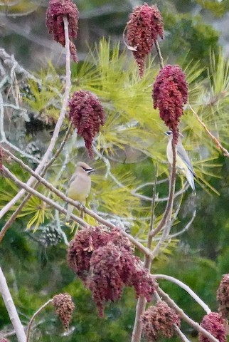 Cedar Waxwing - Kathleen Horn