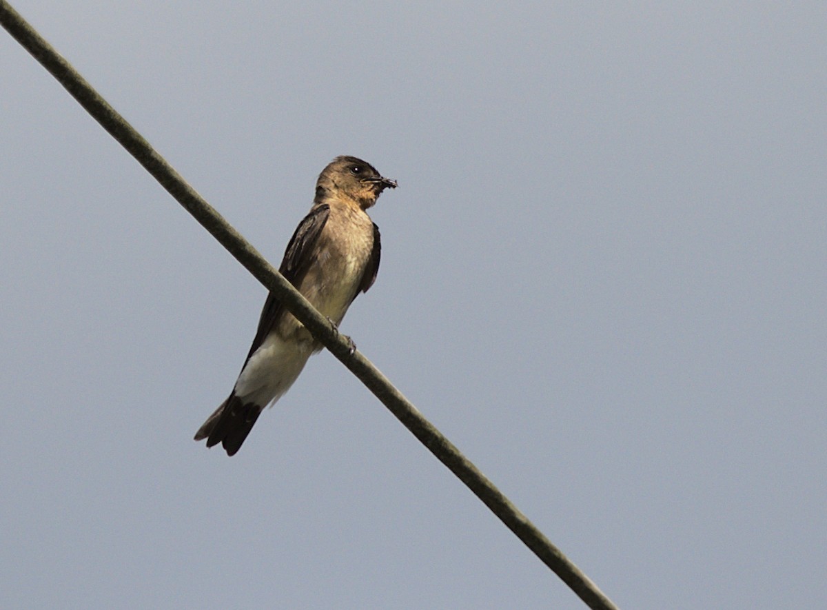 Southern Rough-winged Swallow - ML612557349