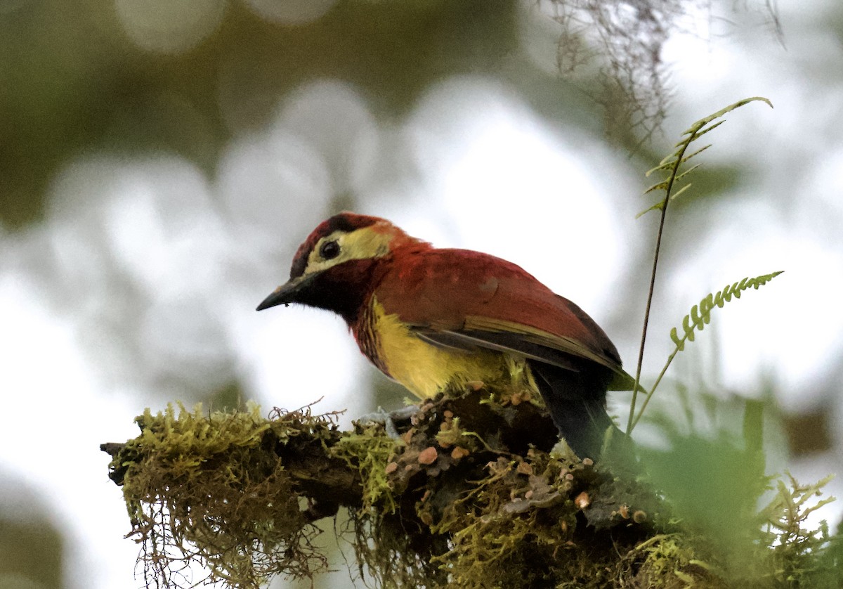 Crimson-mantled Woodpecker - Christopher Veale