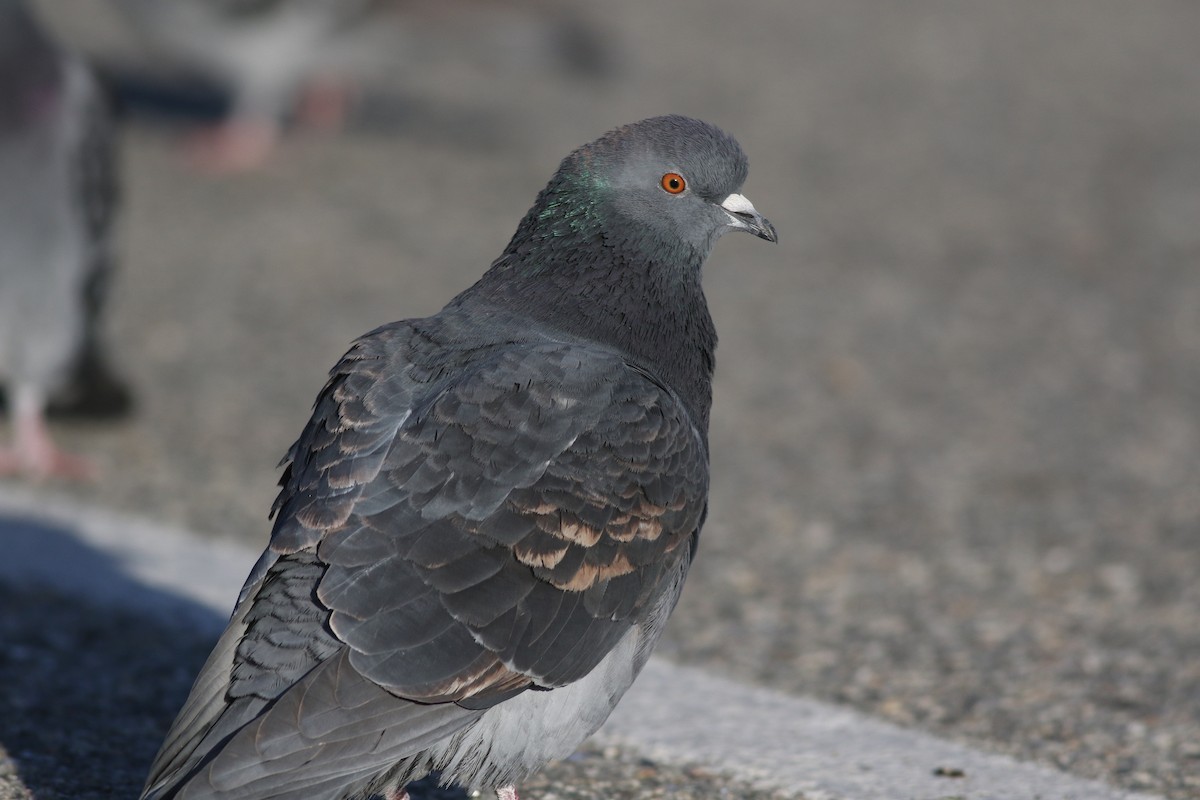 Rock Pigeon (Feral Pigeon) - ML612557369