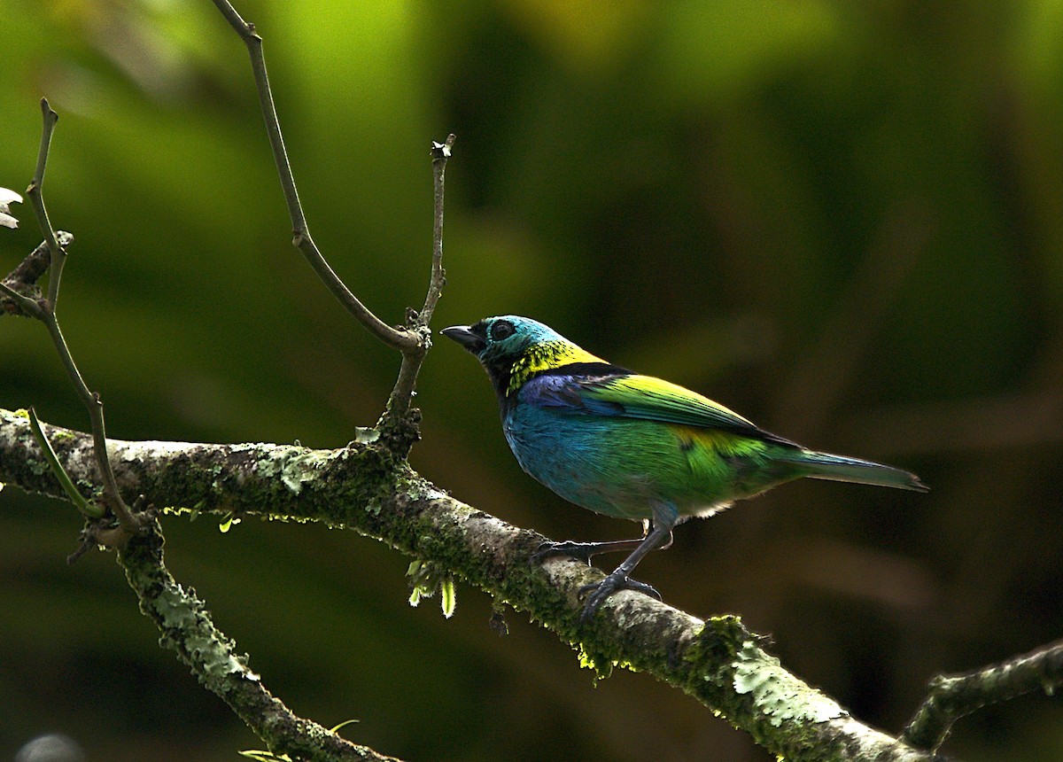 Green-headed Tanager - ML612557416