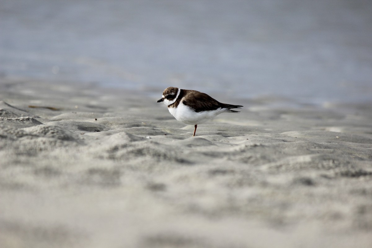 Semipalmated Plover - ML612557462