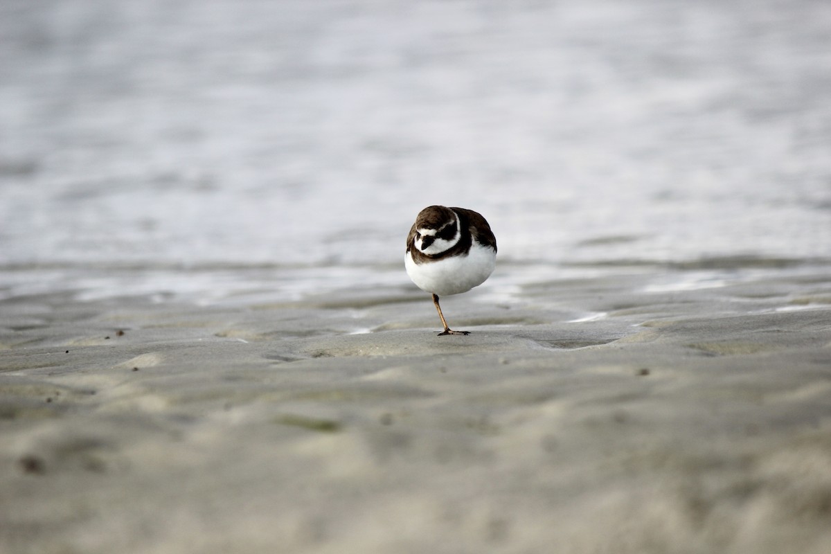 Semipalmated Plover - ML612557465