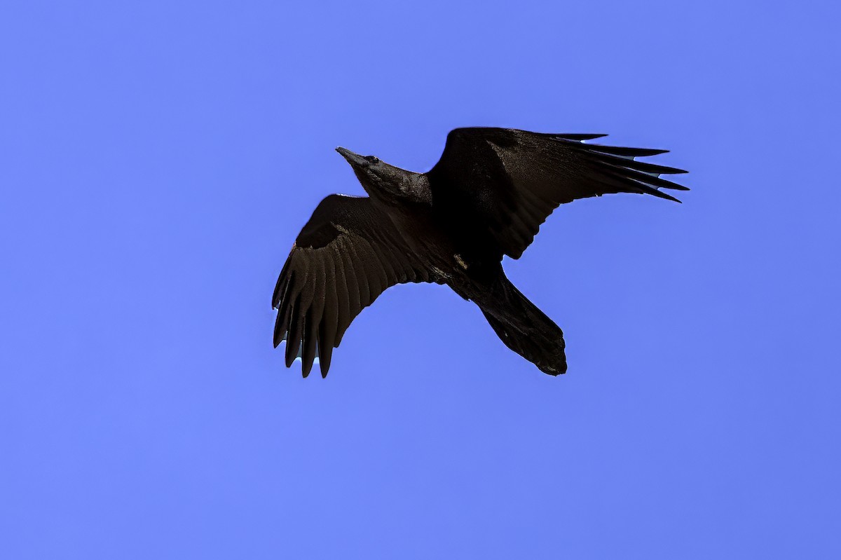 Brown-necked Raven - ML612557782