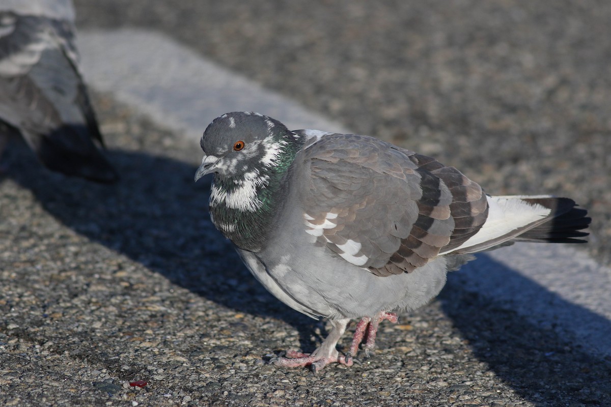 Rock Pigeon (Feral Pigeon) - ML612557974