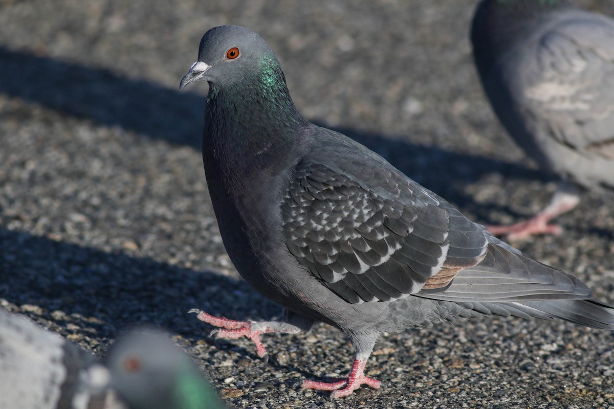 Rock Pigeon (Feral Pigeon) - ML612557975