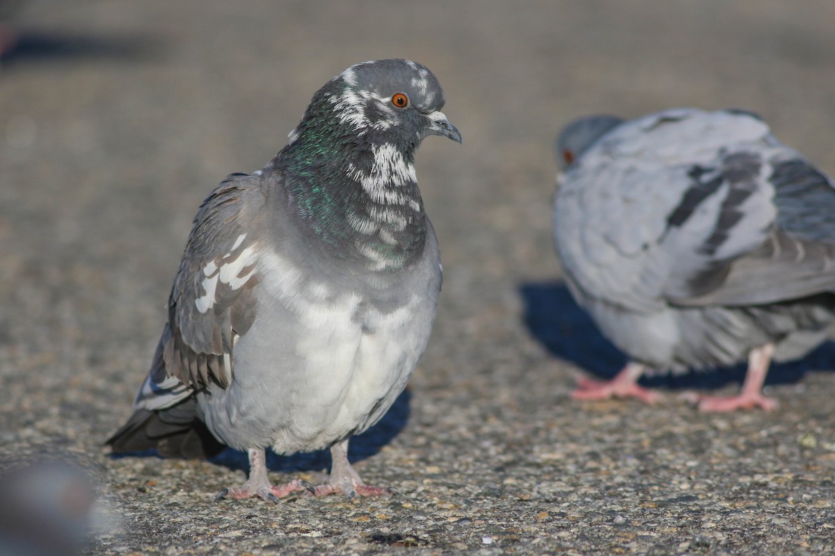 Rock Pigeon (Feral Pigeon) - ML612557976