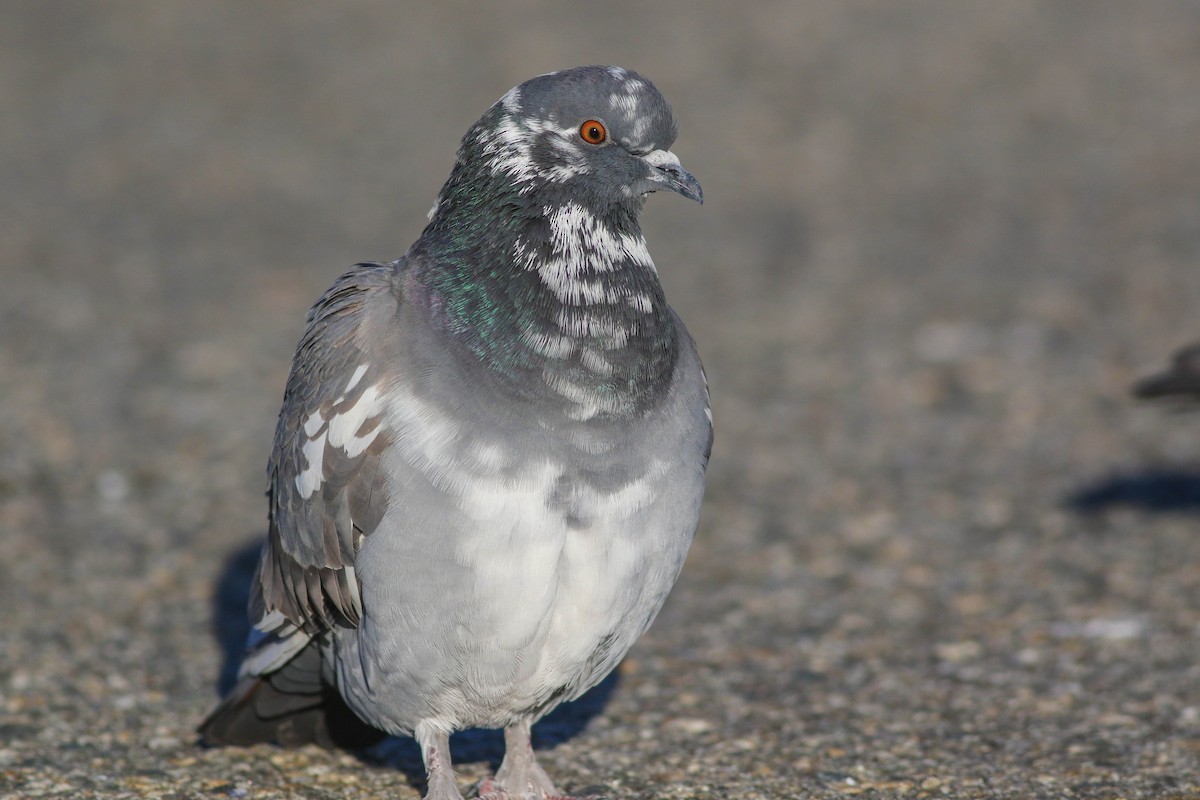 Rock Pigeon (Feral Pigeon) - ML612557977