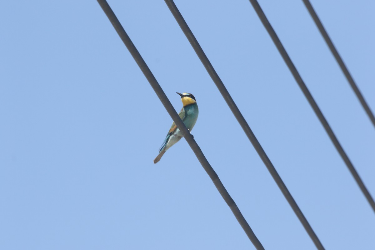 European Bee-eater - ML612558094