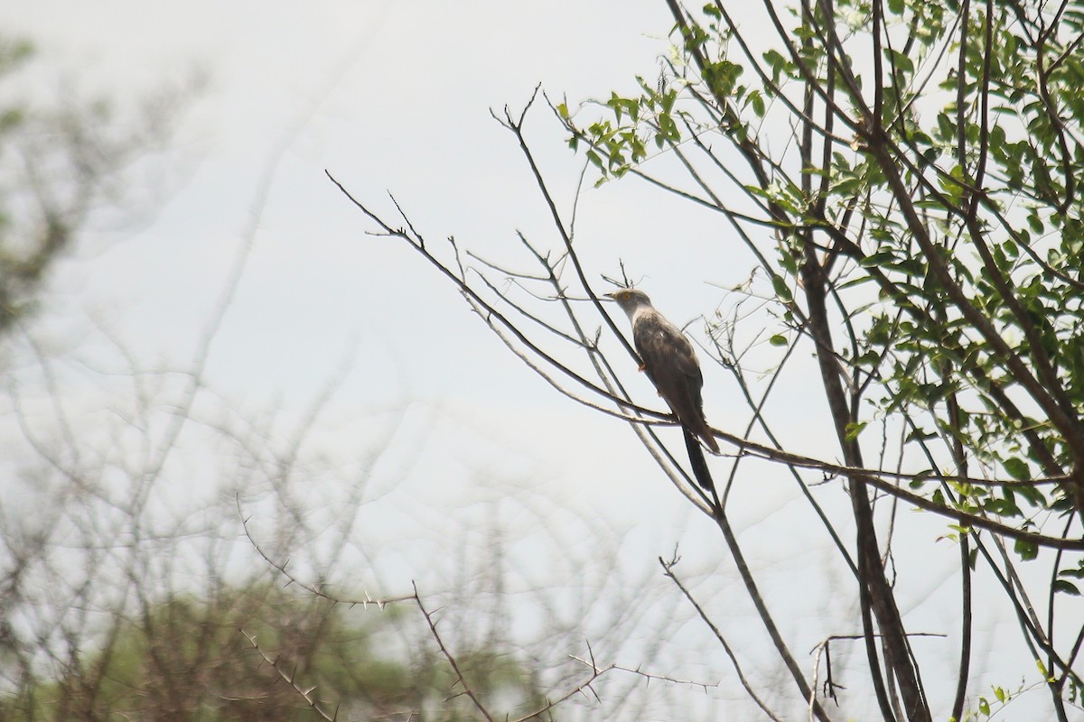 African Cuckoo - ML612558151