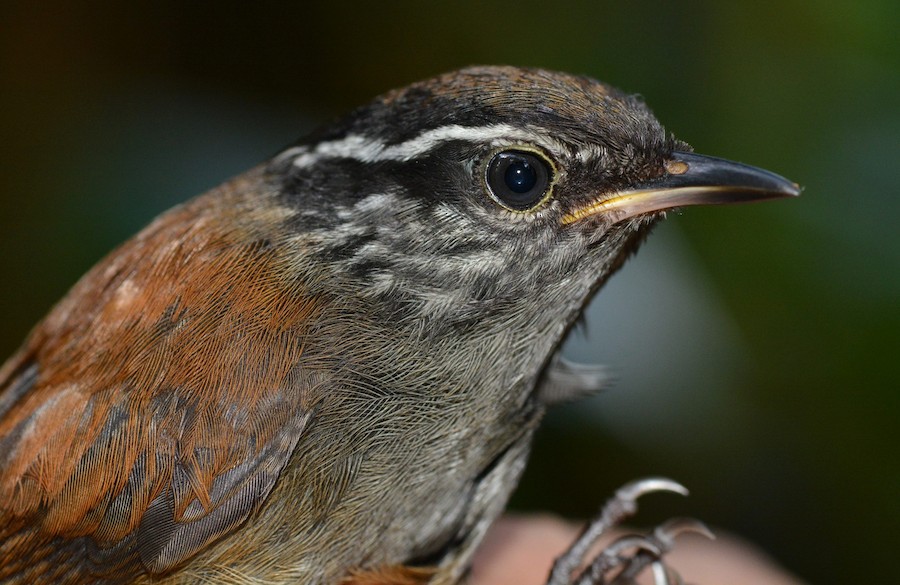 Saltapared Pecho Gris (brunneiceps) - eBird