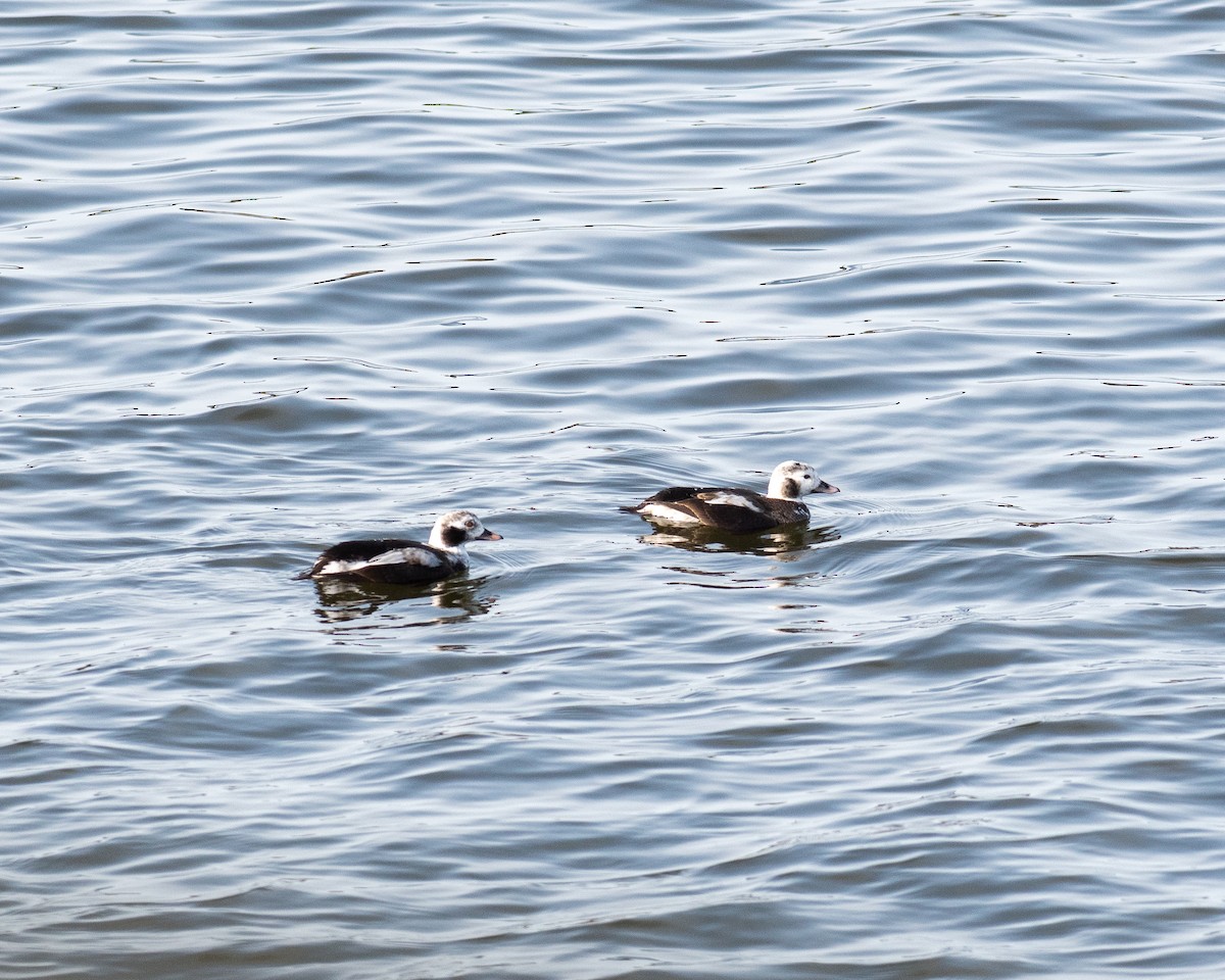Long-tailed Duck - Rick Brown