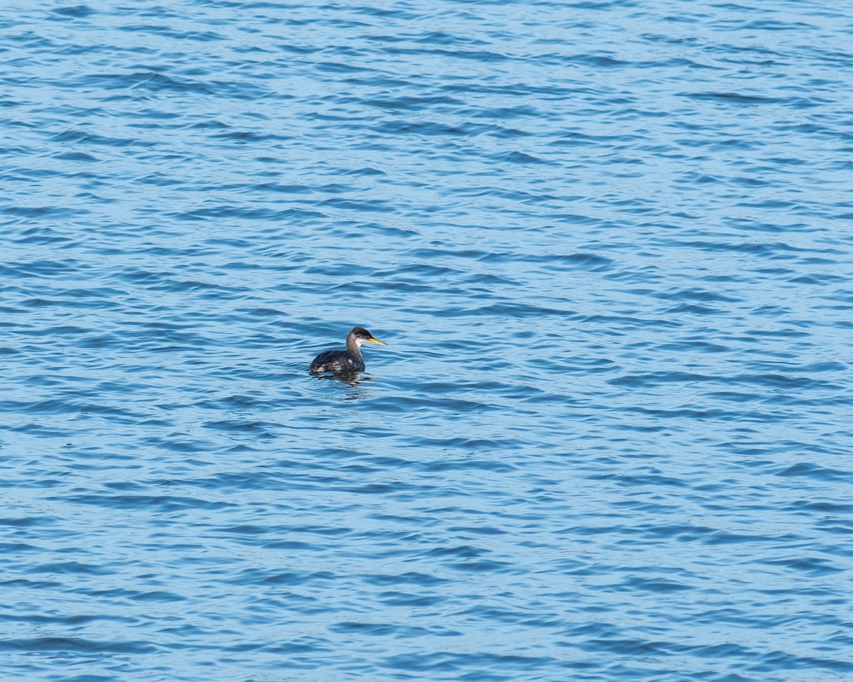 Red-necked Grebe - ML612558205