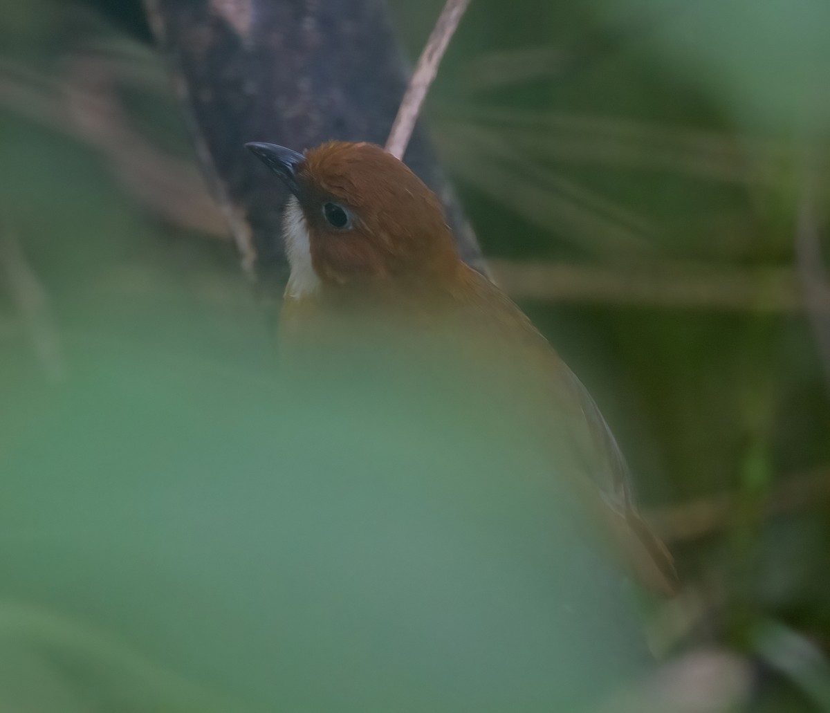 Red-and-white Antpitta - José Martín