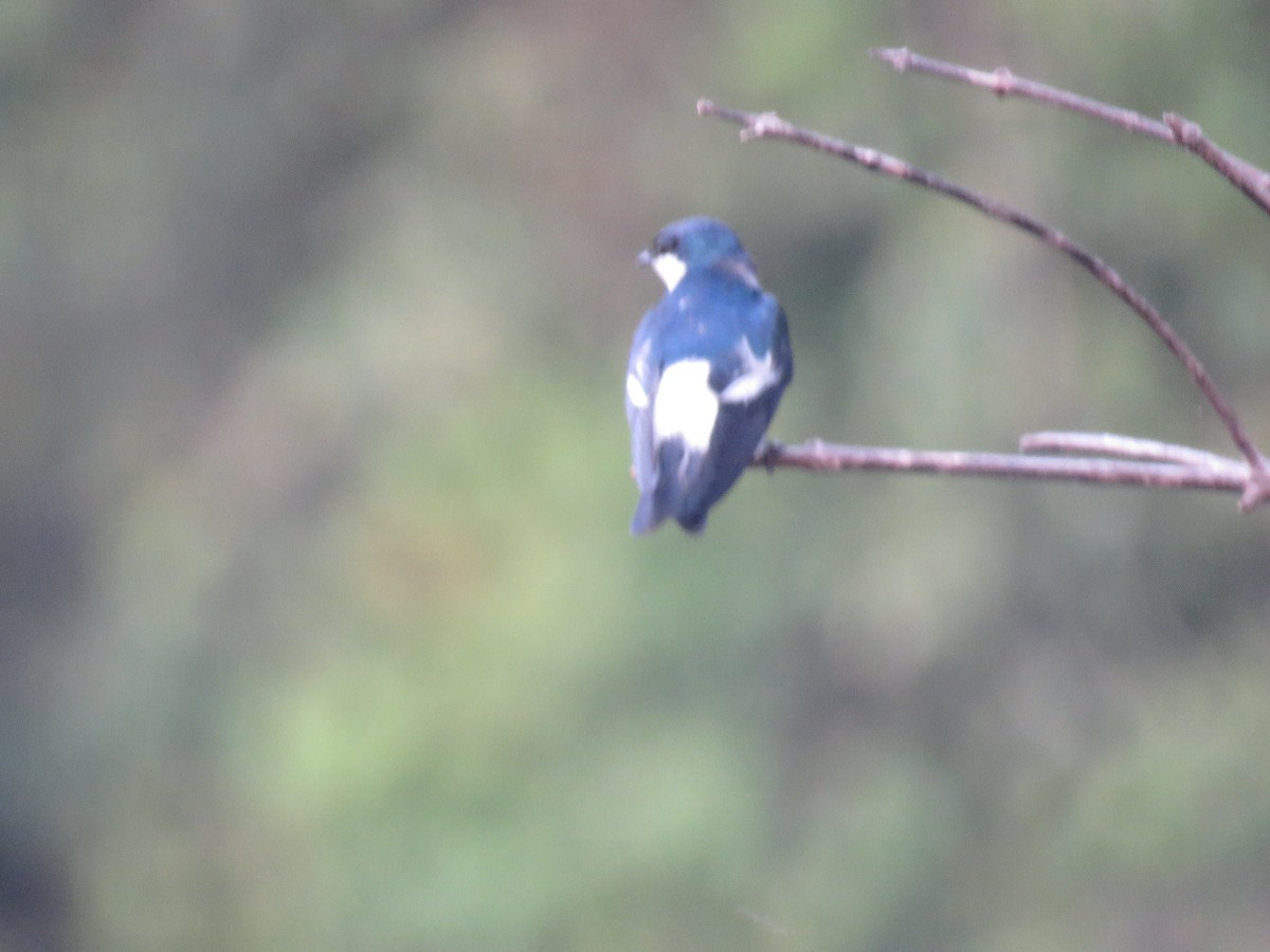 White-winged Swallow - ML612558720
