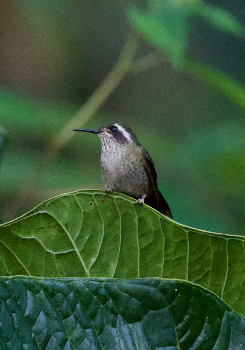 Speckled Hummingbird - ML612558878
