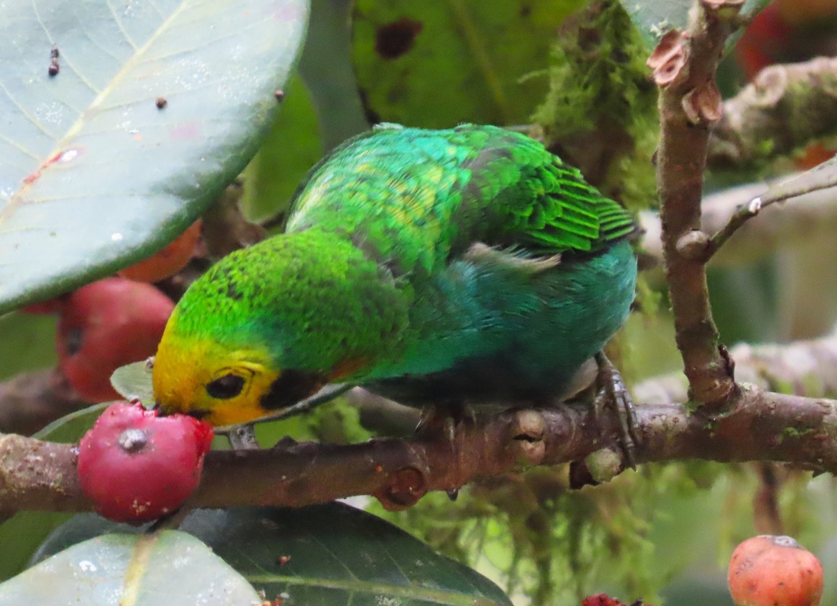 Multicolored Tanager - ML612558909