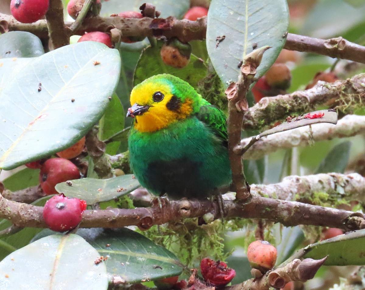 Multicolored Tanager - ML612558910