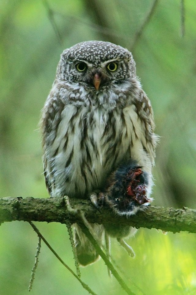 Eurasian Pygmy-Owl - ML612559069