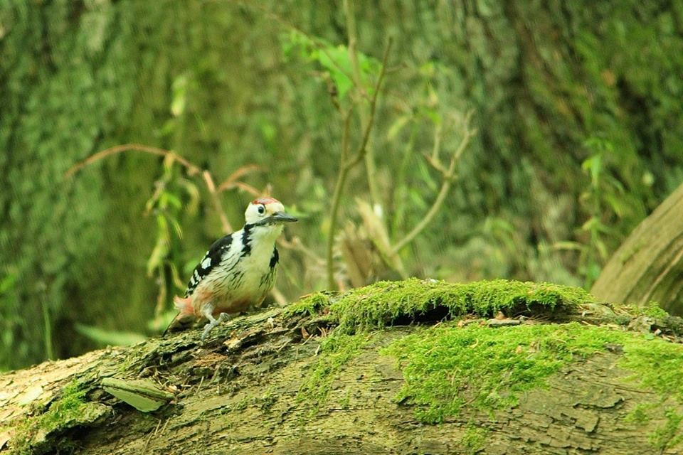 White-backed Woodpecker - ML612559096